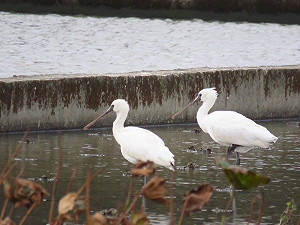 嬌客訪新北 黑面琵鷺現蹤金山