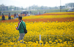 快去新社拍滿滿花海！台中小旅行GO
