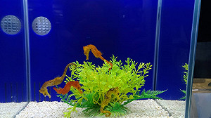 體驗成為一隻魚！AR遊戲助推廣食漁教育