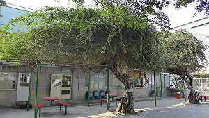 愛老樹免受罰  違反樹木保護自治條例罰5萬至10萬元