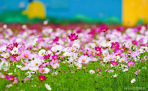 週末滿滿花彩節！5大花區任你拍到飽