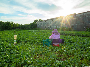 善用微生物肥料補助   護地又省肥