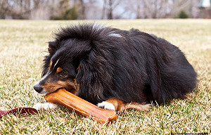 毛孩小心！台中驚傳毒狗案 動保處加強巡查