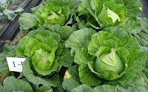 這款肥料很厲害！「苗栗活菌1號」增產量升品質