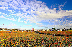 台中空品大進步！紫爆天數逐年下降