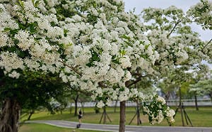 流蘇花盛開超浪漫！新店陽光運動公園內邂逅「四月雪」 