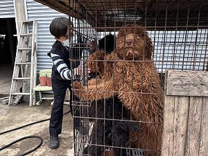 嘉縣黑心繁殖狗場10犬疑遭割聲帶　飼主裁罰送辦