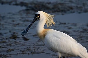 「2026年黑面琵鷺全球同步普查」結果出爐！台灣記錄4,719隻創歷史新高