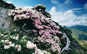 合歡山賞杜鵑全攻略！粉紅色彩點綴綠色山林  交管措施一次看