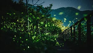 嘉義賞螢攻略一次看！「螢河鐵道」夢幻秘境宛如世外桃源