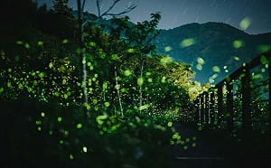 嘉義賞螢攻略一次看！「螢河鐵道」夢幻秘境宛如世外桃源