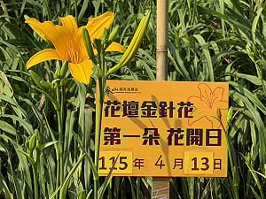 虎山巖金針花16朵首日齊綻！與白沙屯媽祖共譜「金黃序幕」