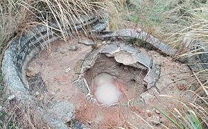 彰化男自學盜墓！鎖定金門623年古墓 失敗遭逮收押 