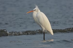 全球僅3千隻！珍稀候鳥「唐白鷺」驚喜過境高屏溪 絕美身姿曝光