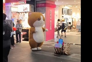 西門町「布偶貓」爆紅遭檢舉！警盤查「未持街頭藝人執照」下場慘了