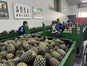 國產鳳梨外銷日本表現亮眼！今運出今年第35櫃  已出口545噸