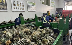 國產鳳梨外銷日本表現亮眼！今運出今年第35櫃  已出口545噸