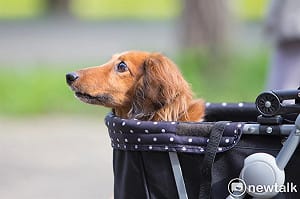 毛孩生病沒點滴能打？防檢署澄清：供應正常 未有短缺情形