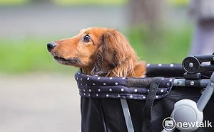 毛孩生病沒點滴能打？防檢署澄清：供應正常 未有短缺情形