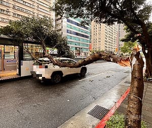 台北市基隆路路樹疑遭扯斷　擊中2車、無人受傷