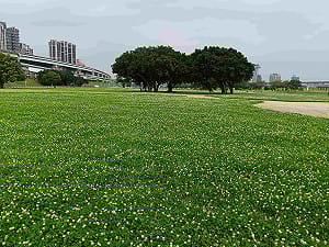 春日限定浪漫！新北大都會公園覆蓋「神祕白雪」 鄰近3公頃主題花海一次看