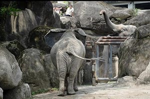 跨物種好麻吉！亞洲象、非洲象北市動物園首次同框  高舉象鼻社交行為超難得