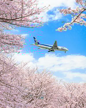 日本2大航空5月漲價！家庭旅遊支出多萬元 林氏璧揭3招省荷包