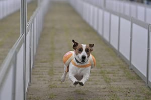 狗屆超級盃！台南市第二屆「熱狗盃」 毛孩身著熱狗裝賽道奔馳萌翻眾人