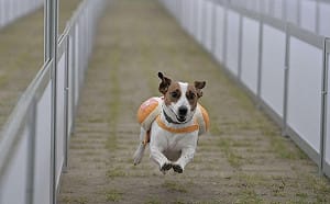 狗屆超級盃！台南市第二屆「熱狗盃」 毛孩身著熱狗裝賽道奔馳萌翻眾人