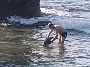 中國籍人士小琉球「碰觸海龜」  觸法可處1年以下有期徒刑或罰30萬