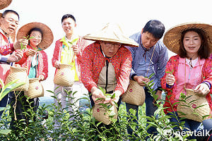 黃偉哲宣布「台南茶」誕生  東山採收首批茶葉開啟茶產業新契機