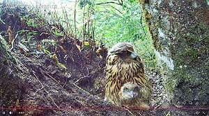 (影)雪霸直擊黃魚鴞育雛！台灣體型最大貓頭鷹超萌育兒畫面曝光
