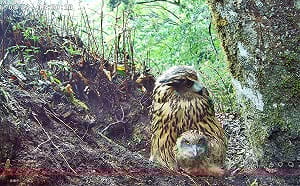 (影)雪霸直擊黃魚鴞育雛！台灣體型最大貓頭鷹超萌育兒畫面曝光