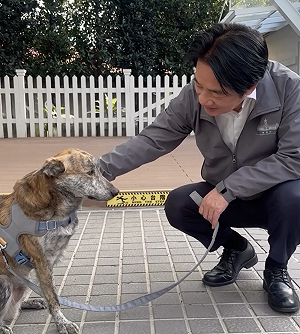 陳佩琪嘆柯文哲不如「殘障三腳狗」 賴清德秀斑斑影片：讓人牽掛又安心 