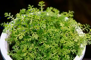 消聲匿跡一甲子   全台僅剩個位數植株！林試所成功復育瀕危「山芫荽」