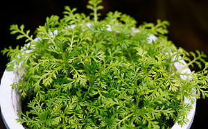 消聲匿跡一甲子   全台僅剩個位數植株！林試所成功復育瀕危「山芫荽」