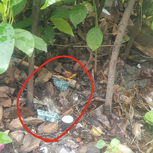解決鼠患   北市府「公園投藥稱合法」惹議！ 議員批：沒同意亂丟藥