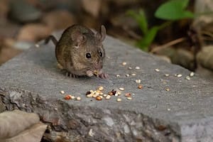 解決鼠患不需高科技  陳水扁用大掃除、清水溝及公園完成 