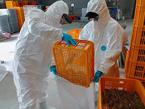 今年第二場確診H5N1禽流感    屏東動防所撲殺近8萬隻鵪鶉