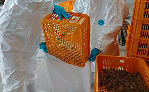 今年第二場確診H5N1禽流感    屏東動防所撲殺近8萬隻鵪鶉