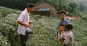 台灣今年唯一！經典國片《魯冰花》上映37年後入選坎城影展