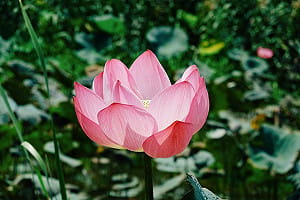 粉嫩荷花初綻放！夏日限定賞荷秘境在板橋  花期持續到6月  