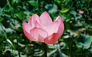 粉嫩荷花初綻放！夏日限定賞荷秘境在板橋  花期持續到6月  