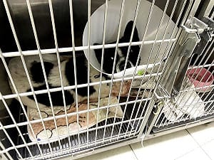 三義男子弓箭射犬釀1死1傷　受傷犬隻未脫離險境