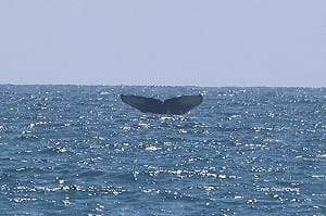 中東戰火衝擊鯨魚棲地！巨輪驚險穿過鯨群「碰撞風險倍增」