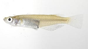 解開百年分類謎團！台灣原生魚種「噶瑪蘭青鱂」從此正名