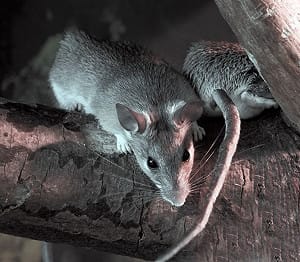 美國科羅拉多州確認漢他病毒死亡病例　病毒株與「洪迪亞斯號」不同
