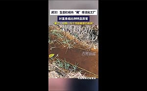 (影) 比例高得不尋常! 湖北小村逾10%居民罹癌 周邊化工廠長期排汙嫌疑大