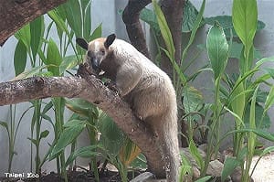台北市立動物園小食蟻獸「黑妞」失蹤！園方罕見發布協尋動物資訊