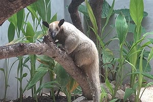 (影) 台北動物園 小食蟻獸脫逃 「黑妞」失蹤第3天 園方急尋